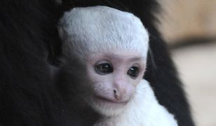 Mała gereza w gdańskim zoo