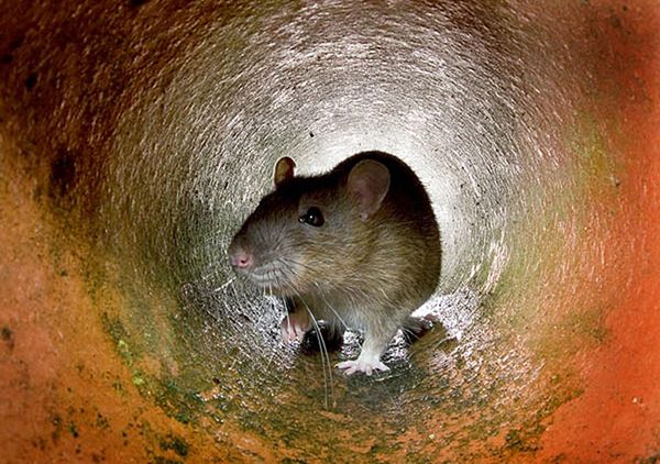 Londyński restaurator zabił szczura na oczach inspektorów