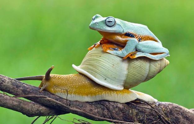 Leniwa podróż żaby na grzbiecie ślimaka