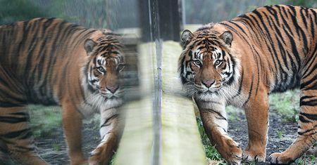 Emiraty wprowadzają nowe prawo. Zakaz trzymania w domu tygrysów i lwów