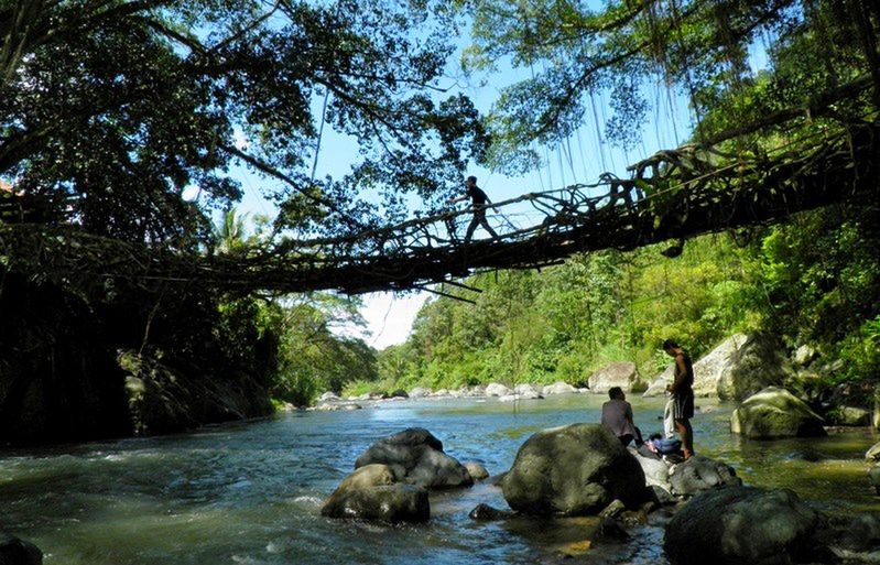 Indonezja - żyjący most Jembatan Akar