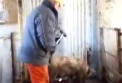 Barbarzyńcy z fermy zwierząt młotkiem mordowali świnie. Szokujące nagranie pracownika firmy