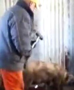 Barbarzyńcy z fermy zwierząt młotkiem mordowali świnie. Szokujące nagranie pracownika firmy