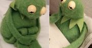 Dzień z życia Kermita. To najsmutniejsze memy na świecie