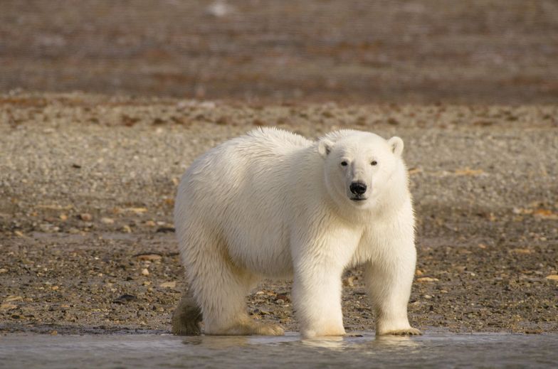 Alarm w Rosji. Niedźwiedzie polarne wchodzą do domów i atakują