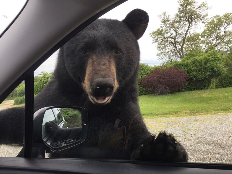 Niedźwiedź autostopowicz próbował dostać się do samochodu