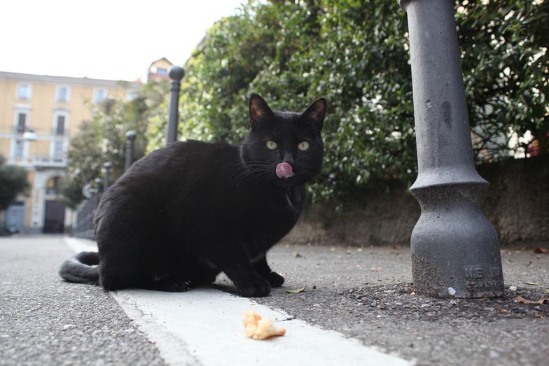 #bezkomentarza: Dlaczego czarne koty przynoszą pecha?