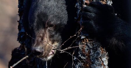 Dziewczynka myślała, że to jej pies. Niedźwiedź zaatakował 5-latkę