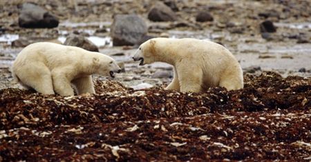 Niepokojące zachowanie niedźwiedzi polarnych. To przez globalne ocieplenie