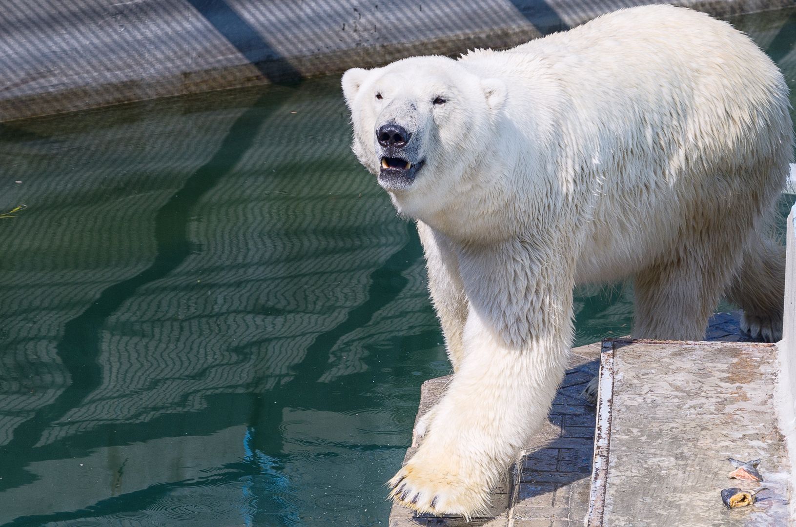 Niedźwiedzie polarne zagrożone wyginięciem