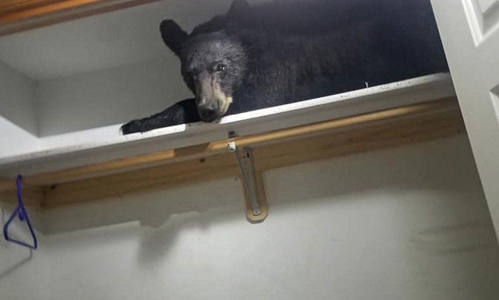 Niedźwiedź-włamywacz z Montany. Szukał miejsca na drzemkę