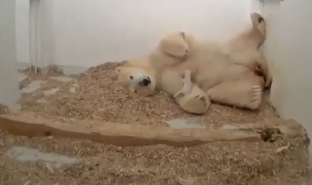 Żałoba w berlińskim zoo. Nie żyje malutki niedźwiadek polarny