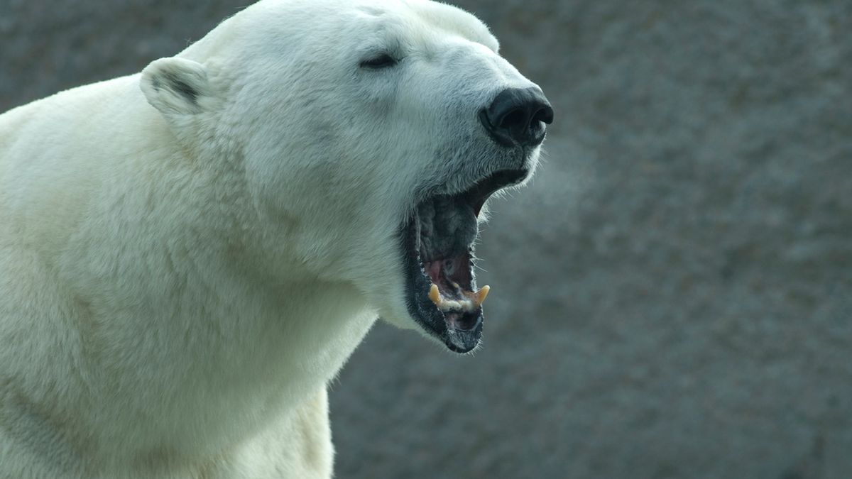 rosja niedźwiedź polarny