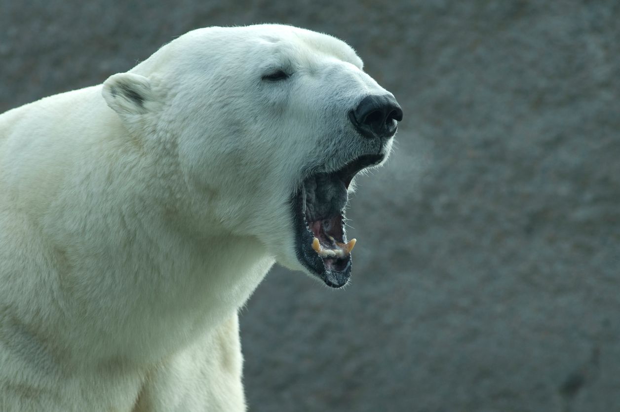 rosja niedźwiedź polarny