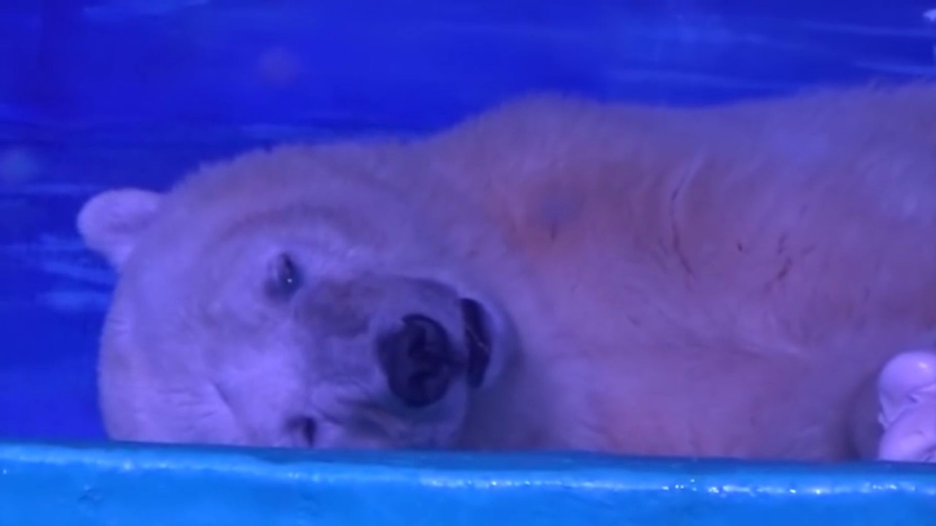 Torturują niedźwiedzia polarnego ku uciesze tłumu. Pomóżmy go uwolnić