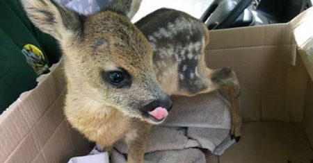 "Nie skazujcie ich na śmierć lub niewolę". Stanowcza reakcja władz ZOO w Poznaniu