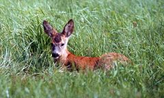 Rzeź w trawie. Rolniku, sprawdź, co kosisz!