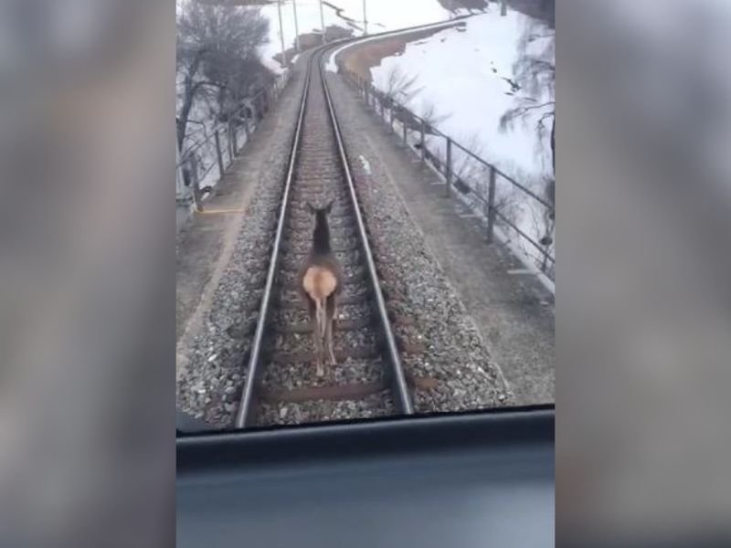 Szwajcarskie pociągi się nie spóźniają. Jednak tym razem było inaczej