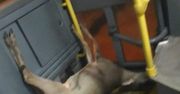 Martwa sarna w autobusie. Kierowca wiózł ją razem z pasażerami