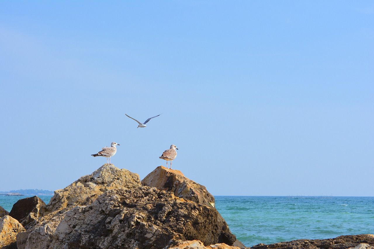 Wybrzeże Rumunii to piaszczyste plaże usiane niekiedy małymi skałkami 