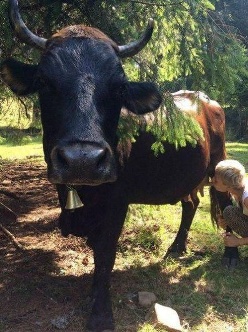 Byka za rogi, a krowę...