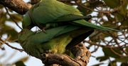 Są zielone, słodkie, ale i niebezpieczne. Papugi, które wywołały sensację
