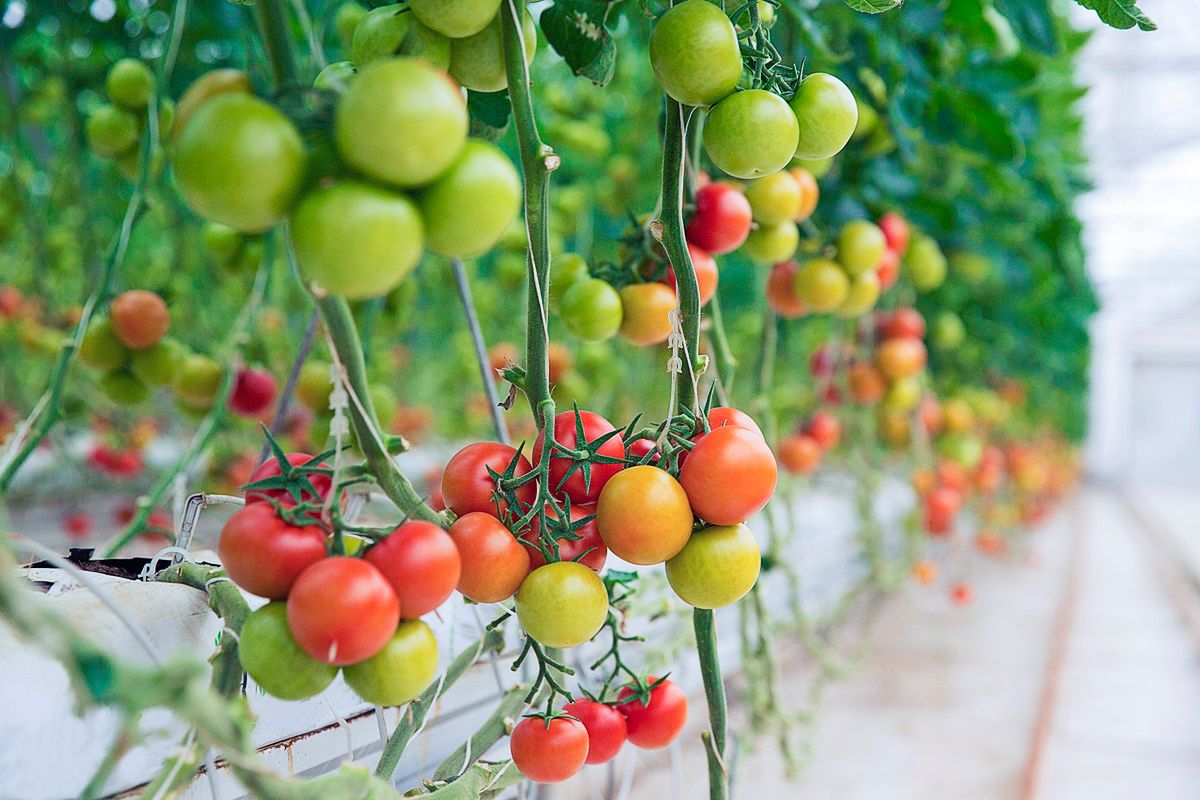 Jak zwiększyć plony pomidorów? Fot. Freepik