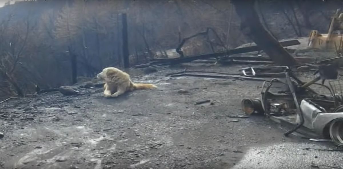 Kalifornia: Pies czekał na właścicieli przy ruinach spalonego domu