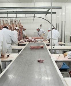 Mięso z chorych krów trafiło na rynek. Zakład został zamknięty, produkty są wycofywane z całej Europy