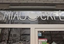 Kocia kawiarnia nie chce gościć małych dzieci. Rodzice są oburzeni