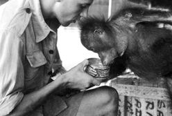 Strach, nieufność, przyjaźń - jak spotkałem orangutana Charliego