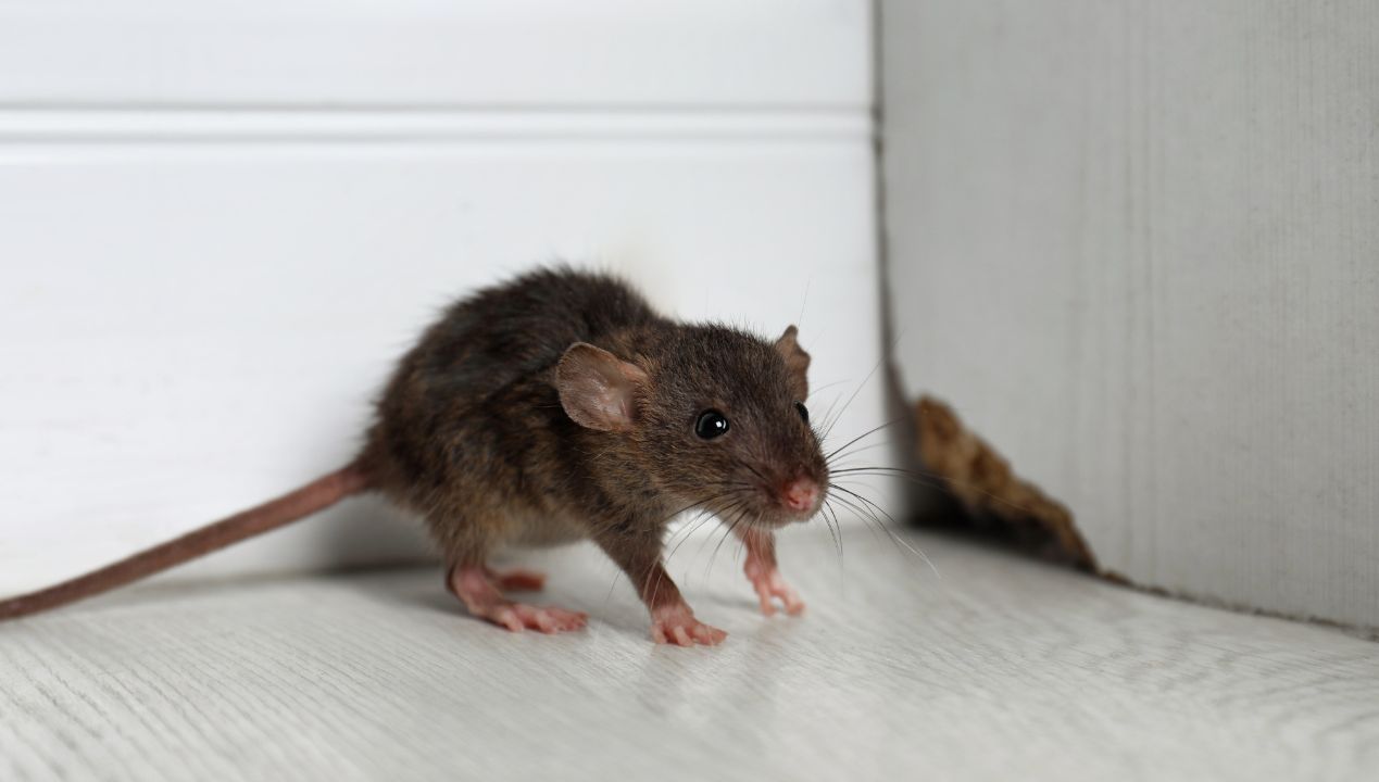 Jak pozbyć się szczurów? fot. getty images