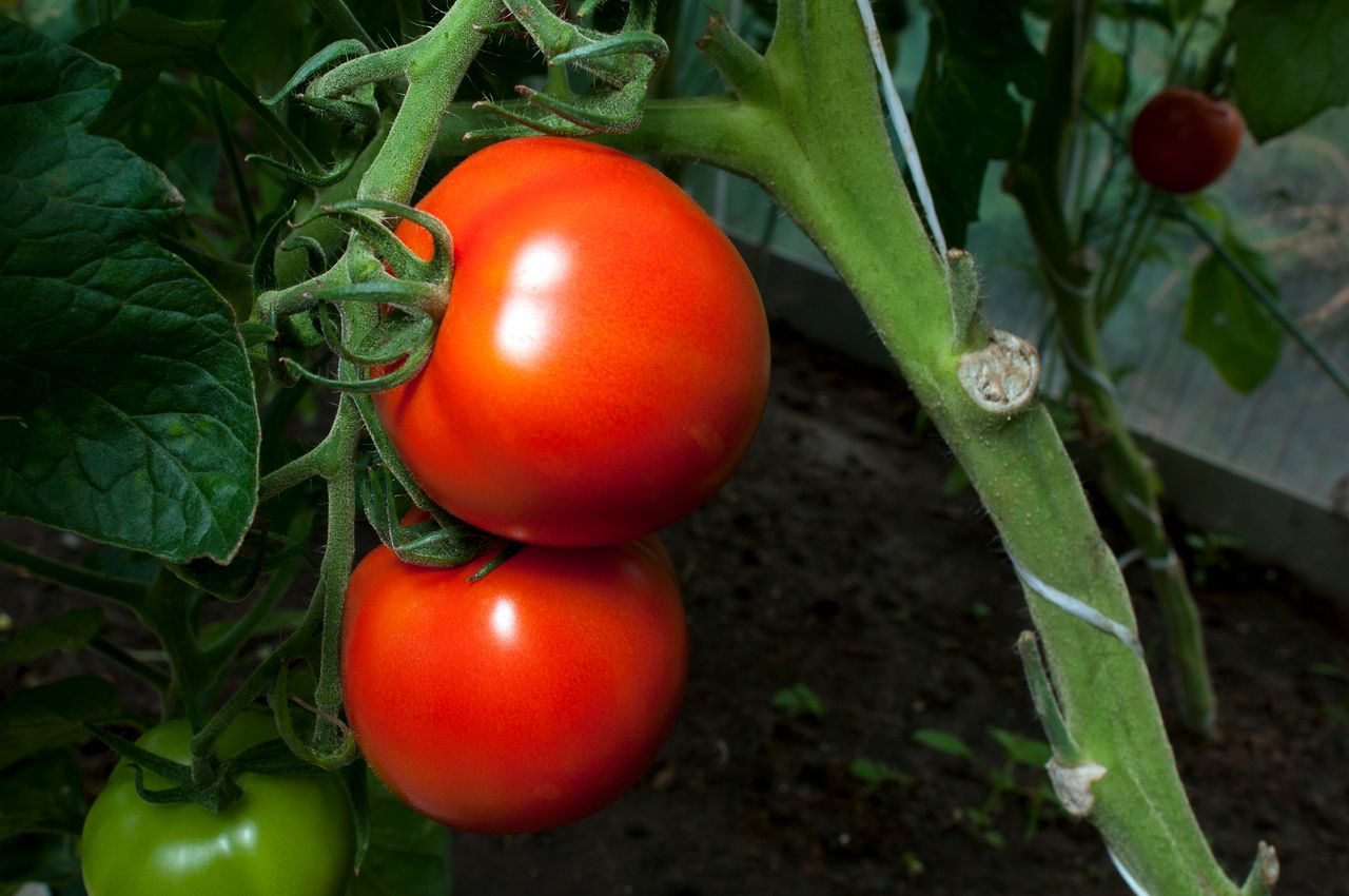 jakich roślin nie wolno sadzić obok pomidorów, fot. getty images