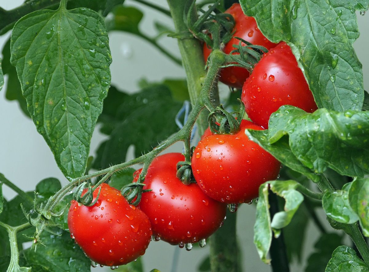 Czarne muszki na pomidorach to sygnał alarmowy. Fot. Getty Images