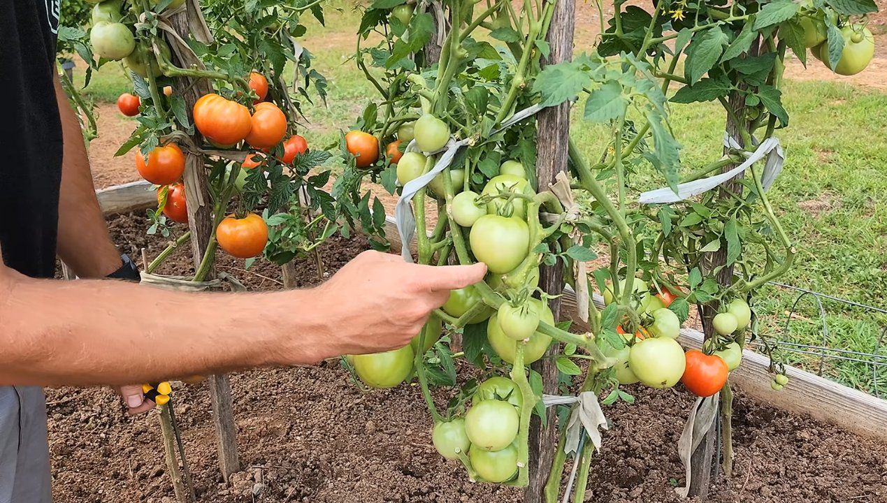 Co robić, żeby mieć obfite plony pomidorów? Fot. Youtube/
S&KGreenhouse