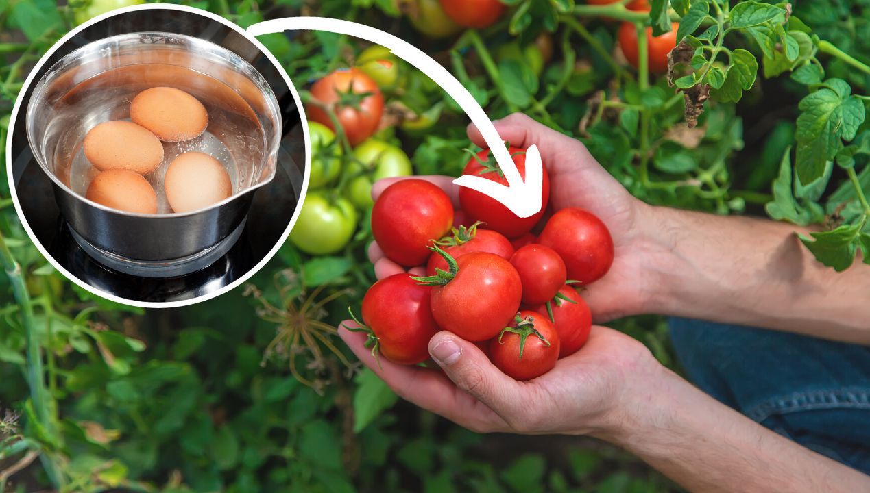 Nie wylewam wody po ugotowaniu jajek. Jest zbyt cenna do pomidorów