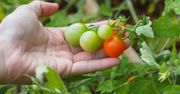 Krzaczki pomidorów długo były mizerne. Ten nawóz zdziałał cuda!