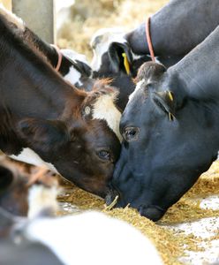 Mięso chorych krów trafiło do Szwecji. Podejrzaną wołowinę z Polski zakupiły cztery hurtownie