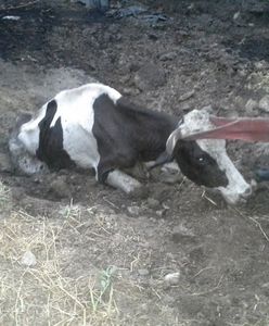 Strażacy wezwani do ratowania krowy. Na miejscu zastali przerażający widok