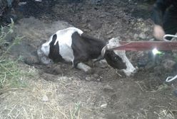 Strażacy wezwani do ratowania krowy. Na miejscu zastali przerażający widok