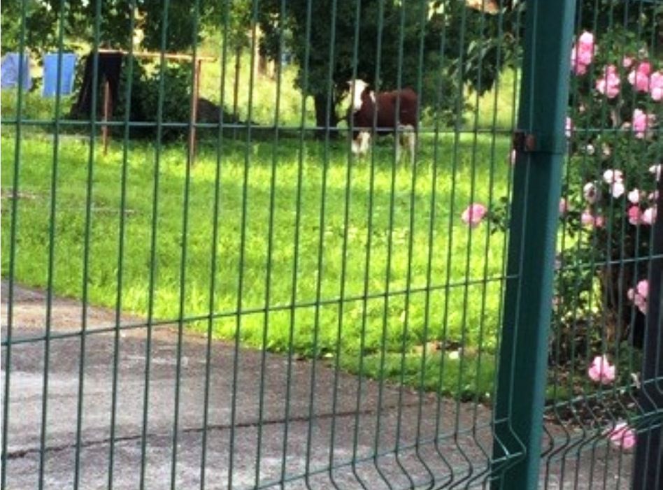 Krowa-uciekinierka już za "kratami" 