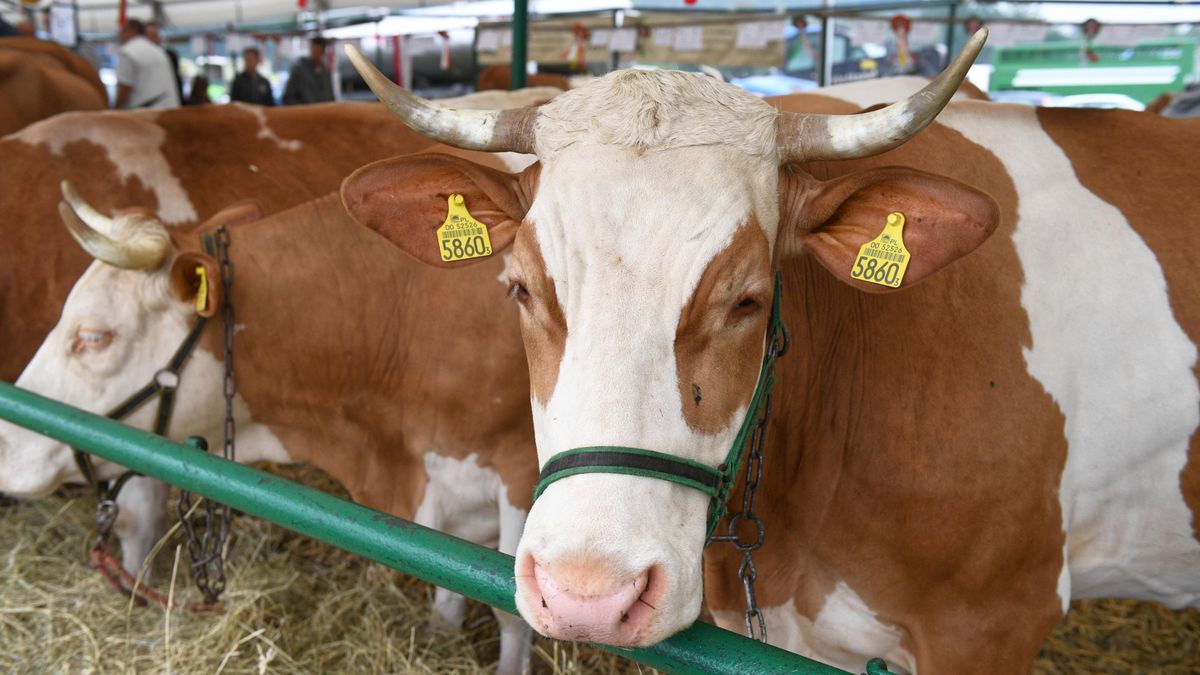 "Krowa Plus" to tak naprawdę program "Dobrostan zwierząt"