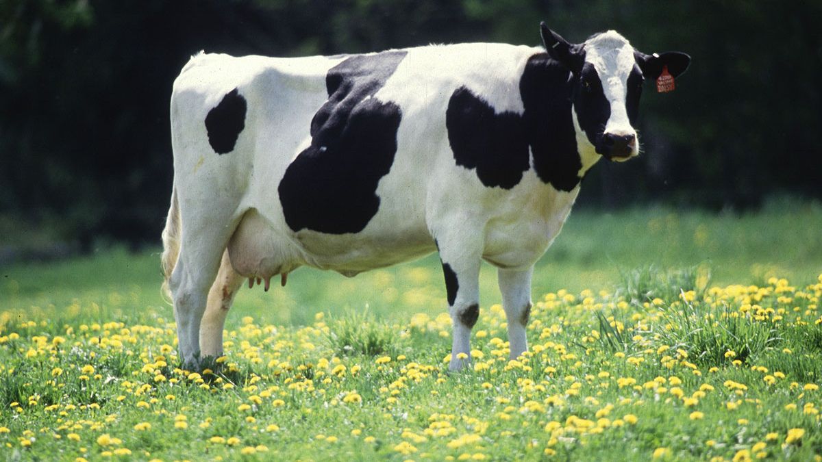 Krowa