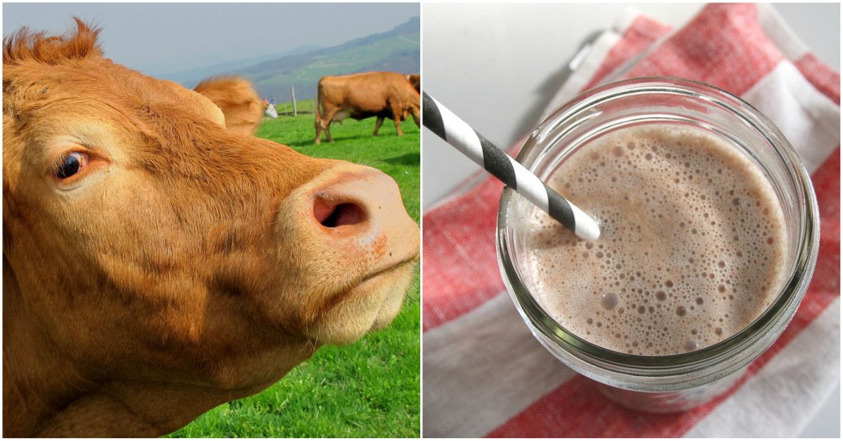 Ponad 16 milionów Amerykanów wierzy, że... czekoladowe mleko pochodzi od brązowych krów