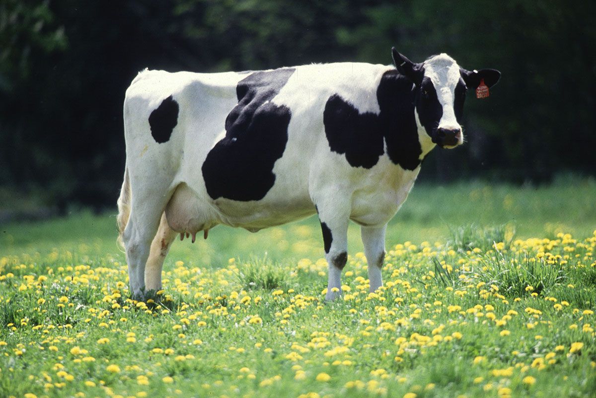 "Zadojone na śmierć". Produkcja mleka kosztem życia krów