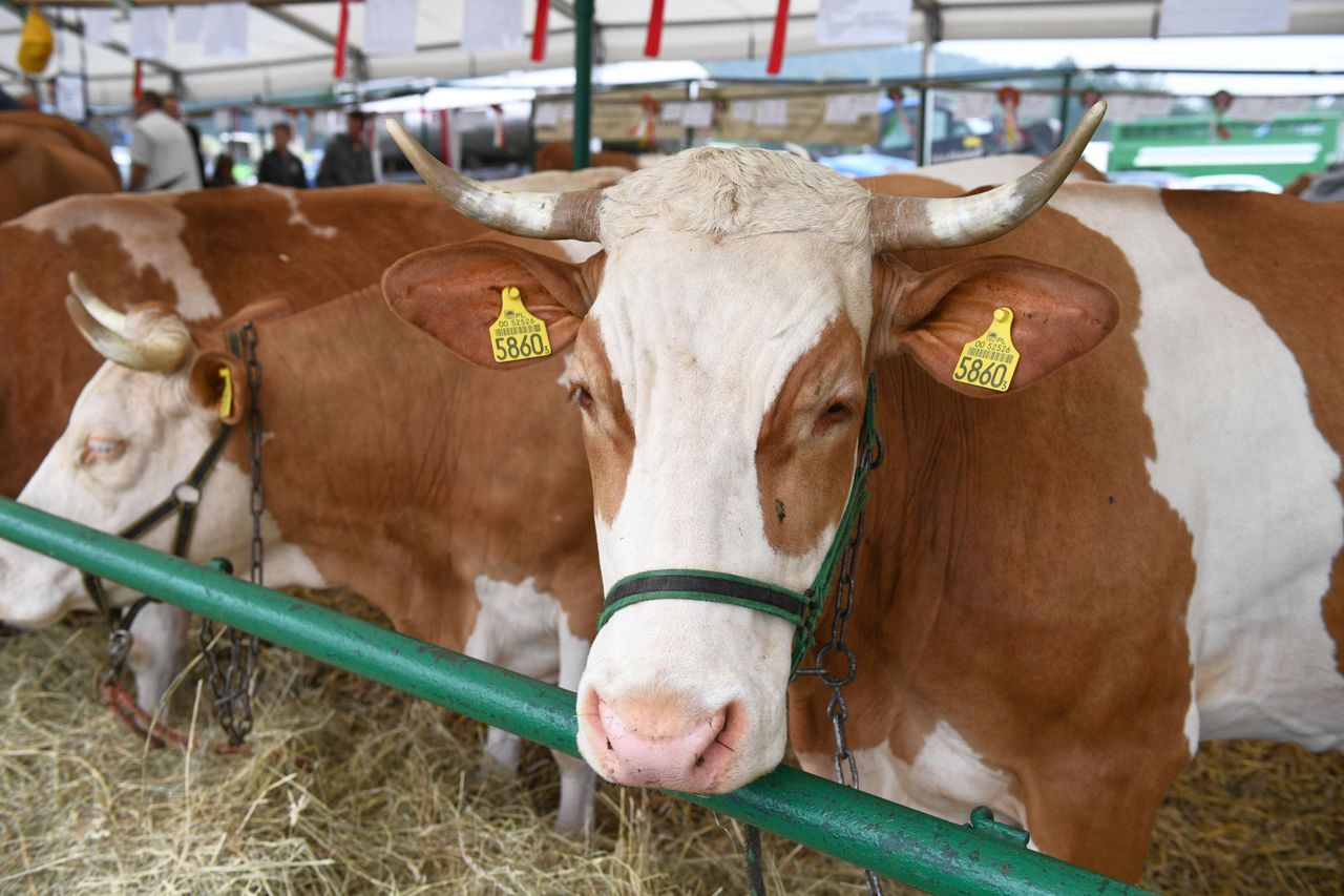 Program "Krowa plus" staje się faktem. "Dobrostan zwierząt" ze zgodą Komitetu Monitorującego