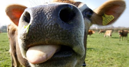Zapomnijcie o kozie, teraz jest nowa era - Cow Simulator