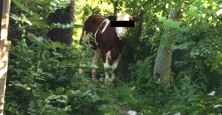 Krowa uciekła właścicielowi, patrol ruszył w pościg. Akcja policji w Oświęcimiu zakończona sukcesem