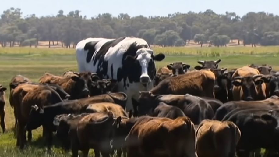 Ogromny wół żyje w Australii