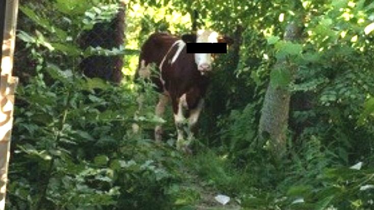 Krowa-uciekinierka w rękach policji